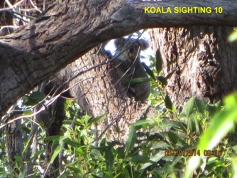 10_Koala_5Oct2014.jpg