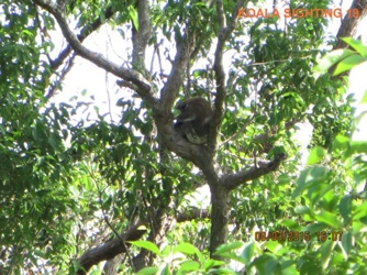 19_Koala_8Mar2015.jpg