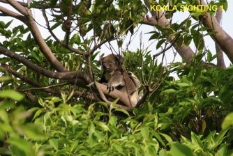 1_Koala_3Jan2013.jpg