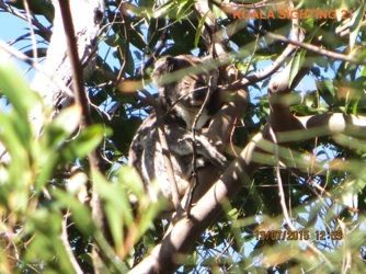 21_Koala_13Jul15.jpg