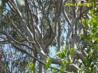 3_Koala_26Oct2013.jpg