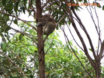 8_Koala_25Jan2014.jpg