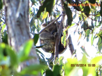 9_Koala_3Oct2014.jpg