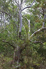 KoalaTree4-sm.jpg